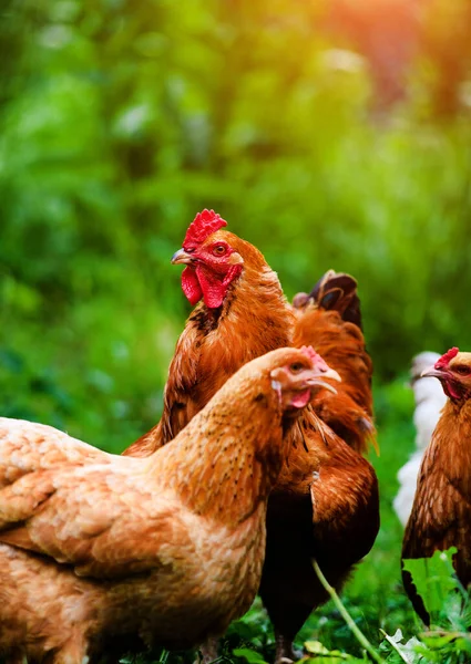 Huhn Und Hahn Auf Einem Bauernhof lizenzfreie Stockbilder