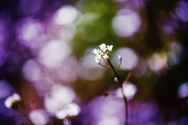 Hermosas Flores Primavera Fondo Flores Belleza Tierra Ucrania — Foto de Stock