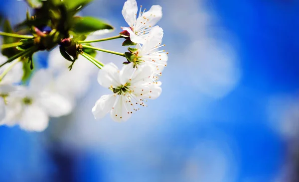 Apfelgarten Blüte Auf Baum Blühender Obstgarten Frühling Saisonaler Hintergrund Blühender — Stockfoto
