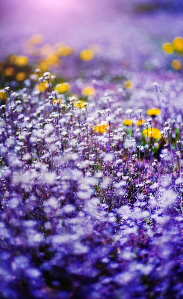 Beautiful Spring Flowers Blossom Background Beauty Earth Ukraine — Stock Photo, Image