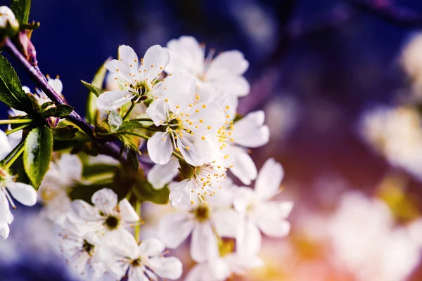 Apple Garden Blossom Tree Flowering Orchard Spring Time Seasonal Background — Stock Photo, Image