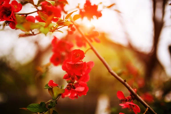 Prachtige Lentebloemen Bloesem Achtergrond Schoonheid Van Aarde Oekraïne — Stockfoto