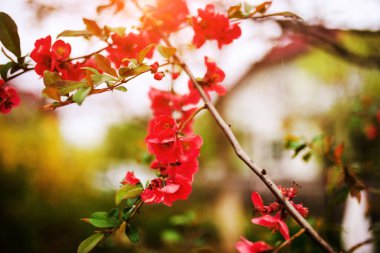 Güzel bahar çiçekleri. Gelişmiş arka plan. Yeryüzünün güzelliği, Ukrayna.