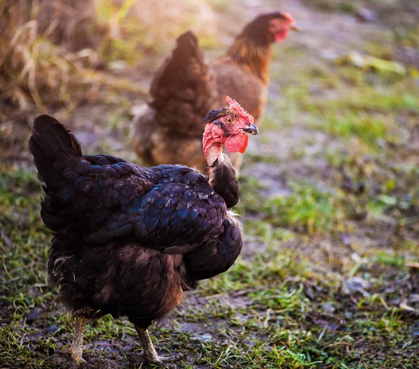 Poulet Coq Dans Une Ferme — Photo