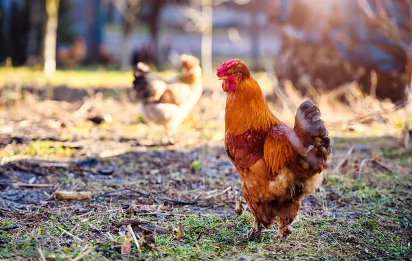 Chicken Rooster Farm — Stok fotoğraf