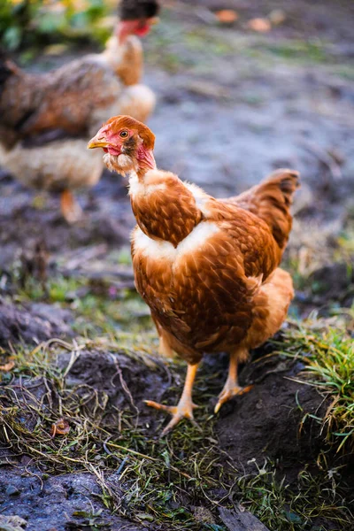 Poulet Coq Dans Une Ferme — Photo