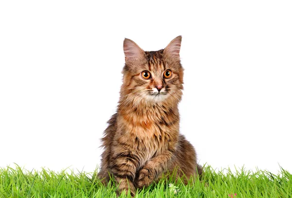 Cute Shocked Cat Surprised Emotions — Stock Photo, Image