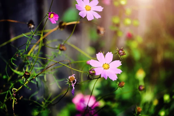 Прекрасные Весенние Цветы Цветущий Фон Красота Земли Украина — стоковое фото