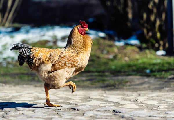 Çiftlikte Tavuk Horoz Bedava Otlatma Ekolojik Çiftlik — Stok fotoğraf