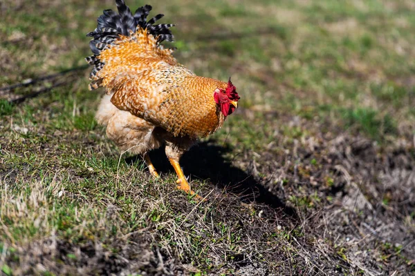 Kip Haan Een Boerderij Vrij Grazen Ecologische Boerderij — Stockfoto