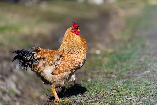 Pollo Gallo Una Granja Pastoreo Gratis Granja Ecológica —  Fotos de Stock