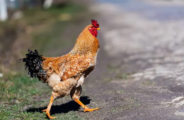 Çiftlikte Tavuk Horoz Bedava Otlatma Ekolojik Çiftlik — Stok fotoğraf