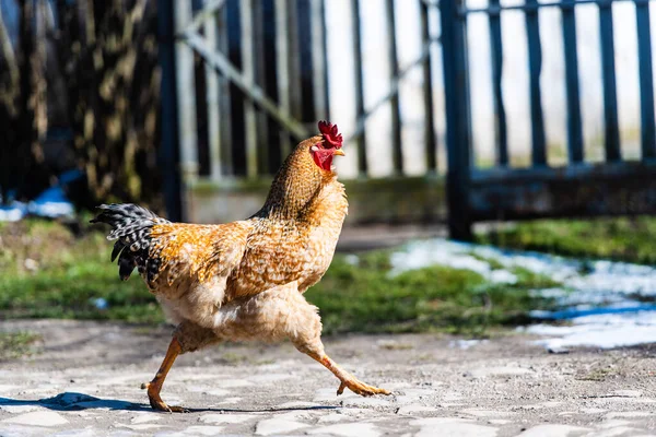 Kip Haan Een Boerderij Vrij Grazen Ecologische Boerderij — Stockfoto