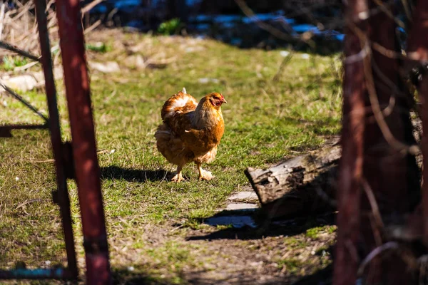 Poulet Coq Dans Une Ferme Pâturage Gratuit Exploitation Écologique — Photo