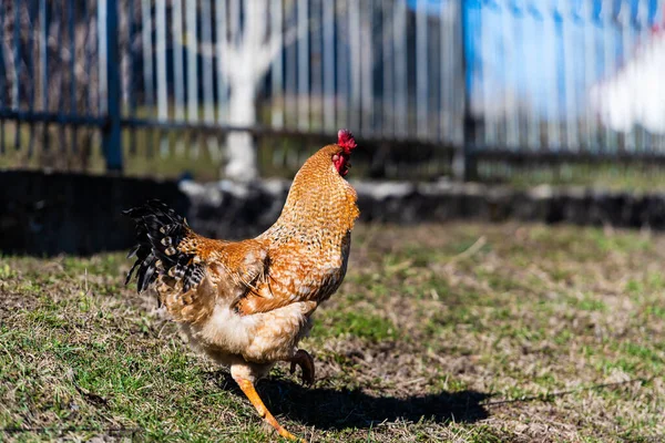 Çiftlikte Tavuk Horoz Bedava Otlatma Ekolojik Çiftlik — Stok fotoğraf