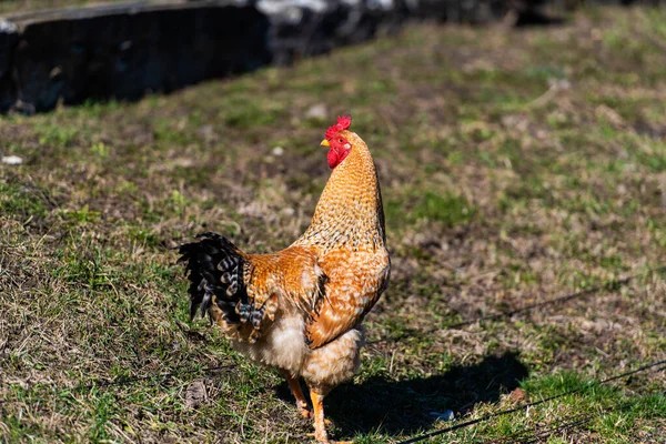 Frango Galo Numa Quinta Livre Pastoreio Exploração Ecológica — Fotografia de Stock