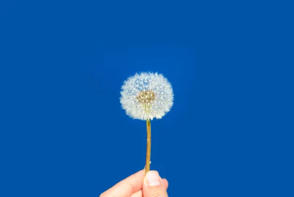 Löwenzahn Auf Dem Blauen Himmel Hintergrund — Stockfoto