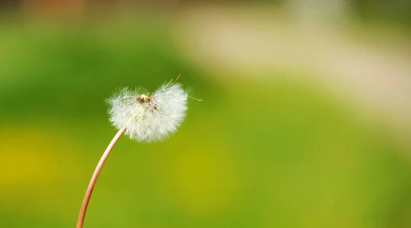 Paardebloem Groene Achtergrond — Stockfoto