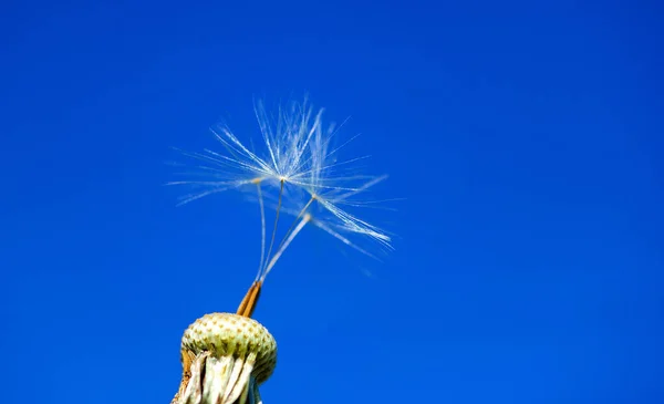 Paardebloem Blauwe Lucht Achtergrond — Stockfoto