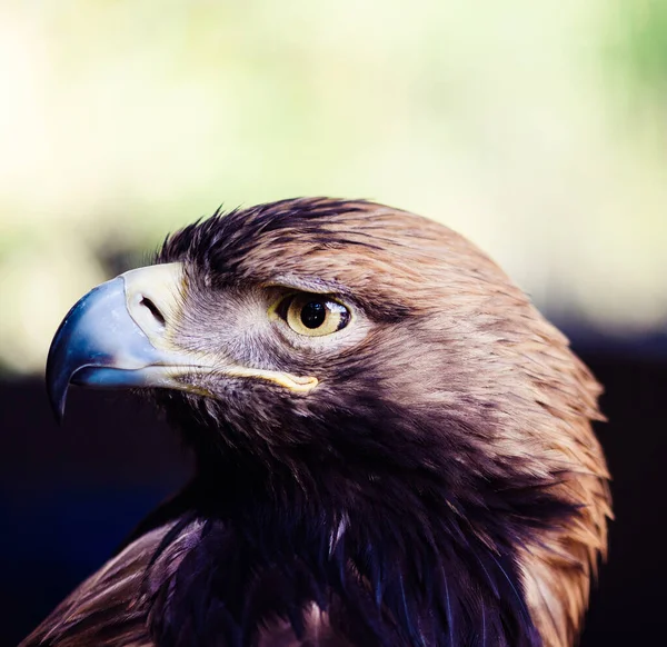 Vanlig Vråk Buteo Buteo Vackra Fåglar — Stockfoto