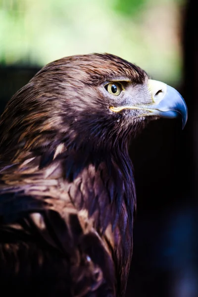 Poiana Comune Buteo Buteo Bellissimi Uccelli — Foto Stock