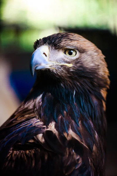 Vanlig Vråk Buteo Buteo Vackra Fåglar — Stockfoto