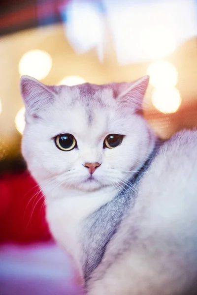 Cute Fluffy White Cat Very Playful Yellow Eyes — 图库照片