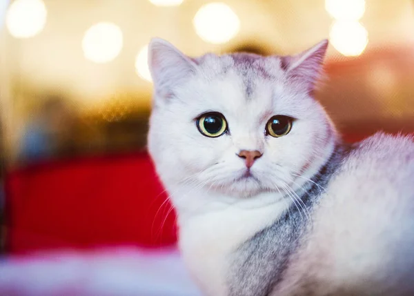 Carino Soffice Gatto Bianco Molto Giocoso Con Gli Occhi Gialli — Foto Stock