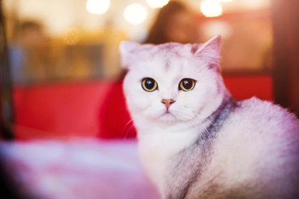 Cute Fluffy White Cat Very Playful Yellow Eyes — Stock Photo, Image