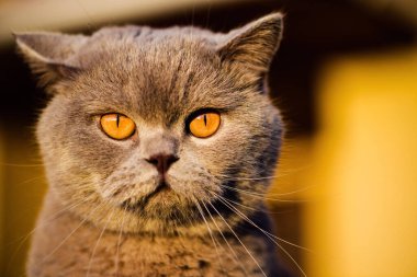 Sweet cat on green grass. British cat.