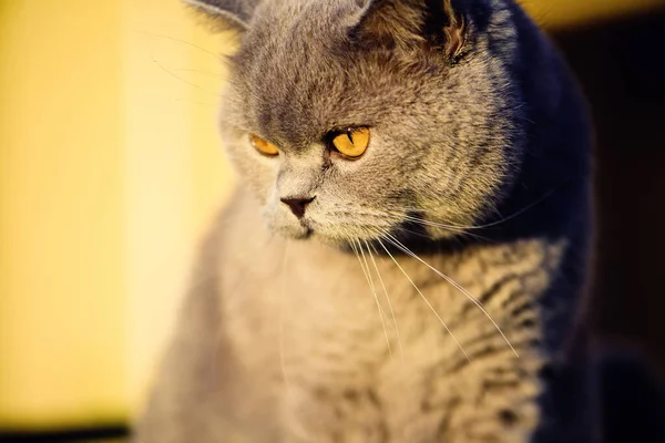 Gato Doce Grama Verde Gato Britânico — Fotografia de Stock