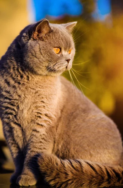Gato Doce Grama Verde Gato Britânico — Fotografia de Stock