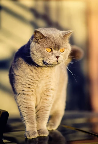 Gato Doce Grama Verde Gato Britânico — Fotografia de Stock