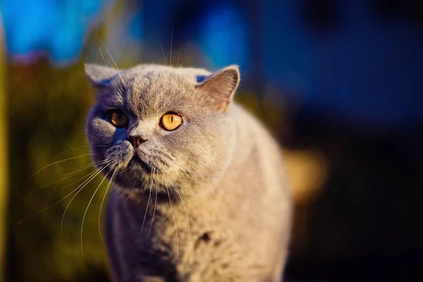 緑の芝生の上で甘い猫 イギリス猫 — ストック写真