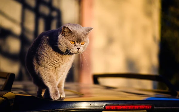 Słodki Kot Zielonej Trawie Kot Brytyjski — Zdjęcie stockowe