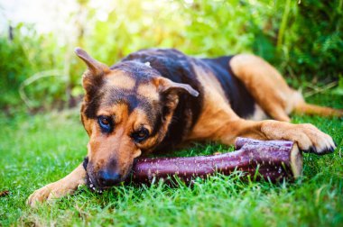 Ağzında bir sopa olan bir köpek. En iyi arkadaş. Mutlu köpek. Yaz zamanı..