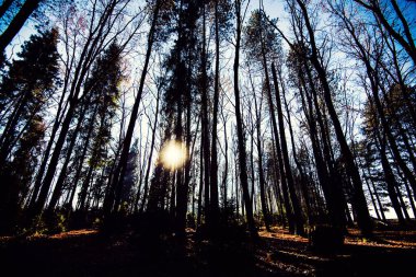 Karpat Dağları, Ukrayna, Avrupa. Güneş ışığıyla birlikte doğanın manzarası. Doğa konseptinin güzelliği.
