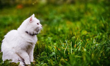Cute and fluffy white cat, very playful, with yellow eyes