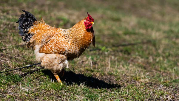 Kip Haan Een Boerderij Vrij Grazen Ecologische Boerderij — Stockfoto