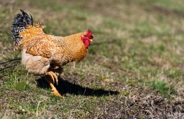 Poulet Coq Dans Une Ferme Pâturage Gratuit Exploitation Écologique — Photo