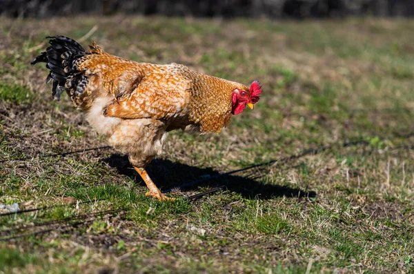 Poulet Coq Dans Une Ferme Pâturage Gratuit Exploitation Écologique — Photo