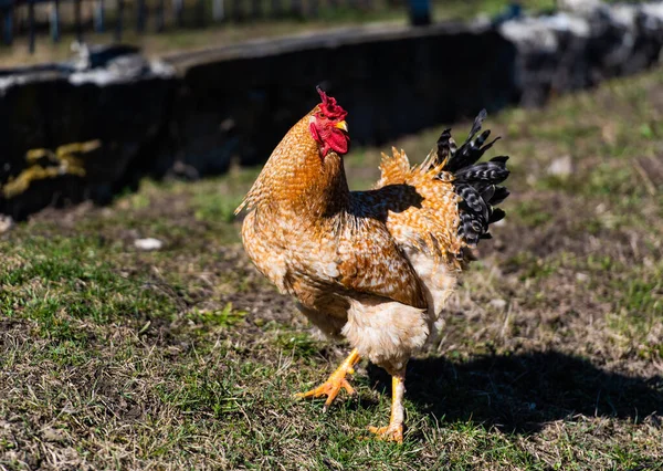 Poulet Coq Dans Une Ferme Pâturage Gratuit Exploitation Écologique — Photo