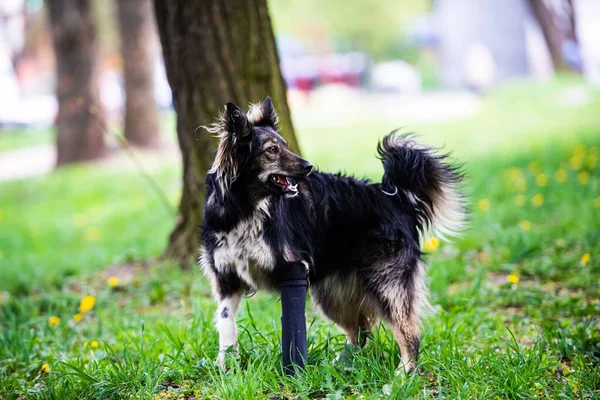 Собака Розбитою Лапою Відливі Найкращий Друг Зелена Трава Літній Час — стокове фото