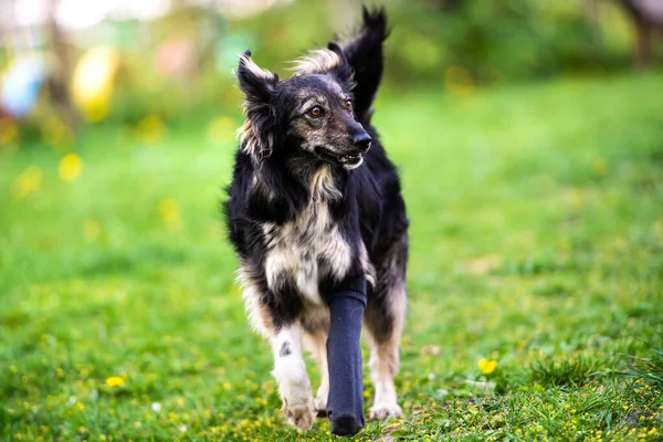 Собака Розбитою Лапою Відливі Найкращий Друг Зелена Трава Літній Час — стокове фото