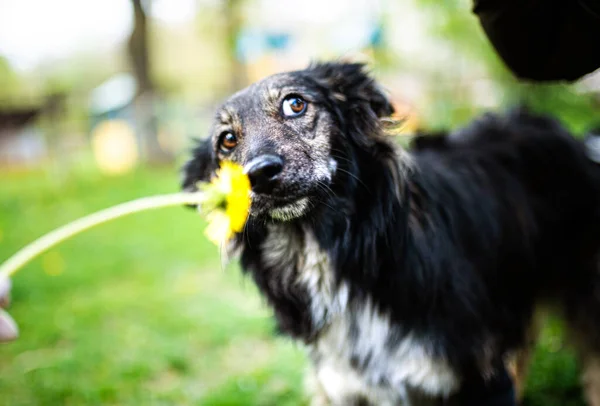 Щасливий Собака Кульбабою Зеленій Траві — стокове фото
