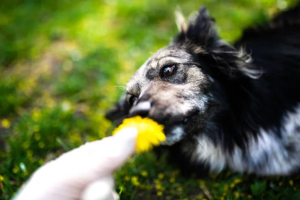 Щасливий Собака Кульбабою Зеленій Траві — стокове фото