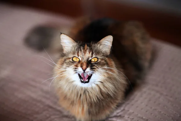 Gato Emocional Sobre Fondo Negro — Foto de Stock