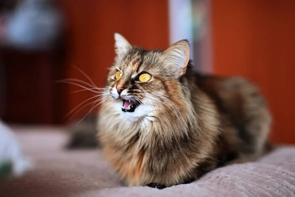 Gato Emocional Sobre Fondo Negro — Foto de Stock