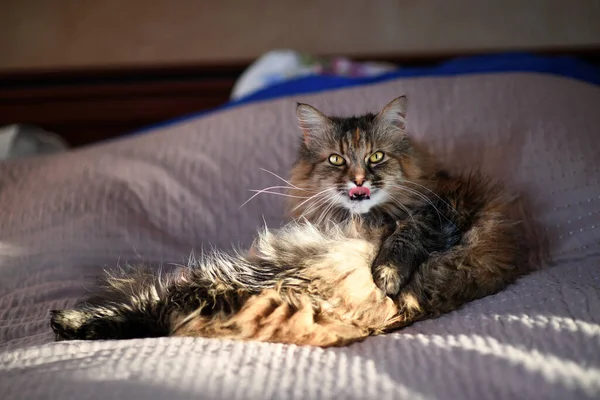 Gato Emocional Sobre Fondo Negro — Foto de Stock