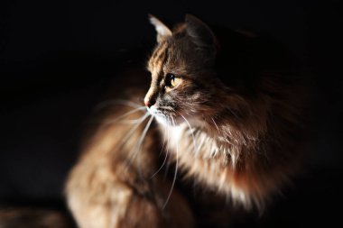 Siyah arka planda duygusal kedi